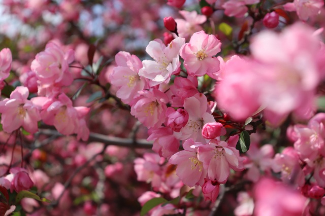 海棠と桜の二重奏が美しい「吉祥寺」(矢掛町)